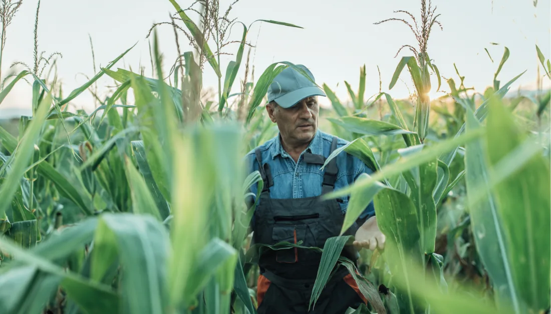 A grower in a corn field, the feedstock behind sustainable aviation fuel